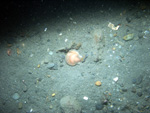 Thumbnail of a photograph of the sea floor, click to view full scale photograh.