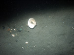 Thumbnail of a photograph of the sea floor, click to view full scale photograh.