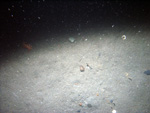 Thumbnail of a photograph of the sea floor, click to view full scale photograh.