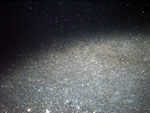 Thumbnail of a photograph of the sea floor, click to view full scale photograh.