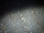 Thumbnail of a photograph of the sea floor, click to view full scale photograh.