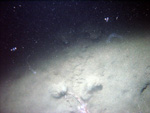 Thumbnail of a photograph of the sea floor, click to view full scale photograh.