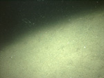 Thumbnail of a photograph of the sea floor, click to view full scale photograh.