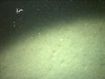 Thumbnail of a photograph of the sea floor, click to view full scale photograh.