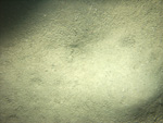 Thumbnail of a photograph of the sea floor, click to view full scale photograh.