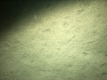 Thumbnail of a photograph of the sea floor, click to view full scale photograh.