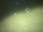 Thumbnail of a photograph of the sea floor, click to view full scale photograh.