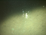 Thumbnail of a photograph of the sea floor, click to view full scale photograh.