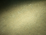 Thumbnail of a photograph of the sea floor, click to view full scale photograh.