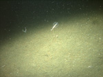 Thumbnail of a photograph of the sea floor, click to view full scale photograh.