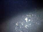 Thumbnail of a photograph of the sea floor, click to view full scale photograh.