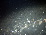 Thumbnail of a photograph of the sea floor, click to view full scale photograh.