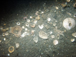 Thumbnail of a photograph of the sea floor, click to view full scale photograh.