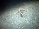 Thumbnail of a photograph of the sea floor, click to view full scale photograh.