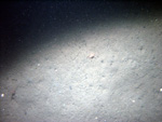 Thumbnail of a photograph of the sea floor, click to view full scale photograh.