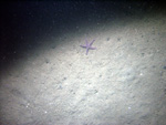 Thumbnail of a photograph of the sea floor, click to view full scale photograh.