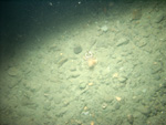 Thumbnail of a photograph of the sea floor, click to view full scale photograh.