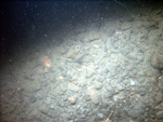 Thumbnail of a photograph of the sea floor, click to view full scale photograh.