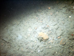 Thumbnail of a photograph of the sea floor, click to view full scale photograh.