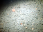 Thumbnail of a photograph of the sea floor, click to view full scale photograh.