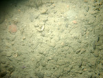 Thumbnail of a photograph of the sea floor, click to view full scale photograh.