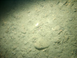 Thumbnail of a photograph of the sea floor, click to view full scale photograh.