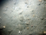 Thumbnail of a photograph of the sea floor, click to view full scale photograh.