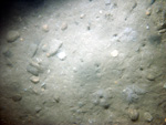 Thumbnail of a photograph of the sea floor, click to view full scale photograh.