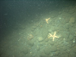 Thumbnail of a photograph of the sea floor, click to view full scale photograh.