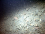 Thumbnail of a photograph of the sea floor, click to view full scale photograh.