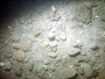 Thumbnail of a photograph of the sea floor, click to view full scale photograh.