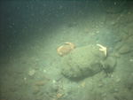 Thumbnail of a photograph of the sea floor, click to view full scale photograh.