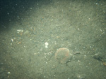 Thumbnail of a photograph of the sea floor, click to view full scale photograh.