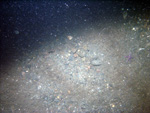 Thumbnail of a photograph of the sea floor, click to view full scale photograh.