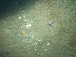 Thumbnail of a photograph of the sea floor, click to view full scale photograh.