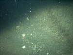 Thumbnail of a photograph of the sea floor, click to view full scale photograh.