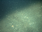 Thumbnail of a photograph of the sea floor, click to view full scale photograh.