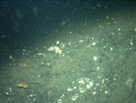 Thumbnail of a photograph of the sea floor, click to view full scale photograh.