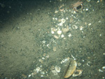 Thumbnail of a photograph of the sea floor, click to view full scale photograh.