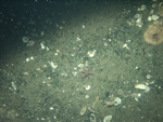 Thumbnail of a photograph of the sea floor, click to view full scale photograh.