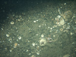 Thumbnail of a photograph of the sea floor, click to view full scale photograh.