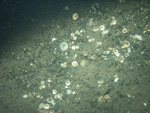 Thumbnail of a photograph of the sea floor, click to view full scale photograh.