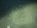 Thumbnail of a photograph of the sea floor, click to view full scale photograh.