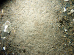 Thumbnail of a photograph of the sea floor, click to view full scale photograh.