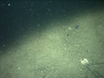 Thumbnail of a photograph of the sea floor, click to view full scale photograh.