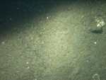 Thumbnail of a photograph of the sea floor, click to view full scale photograh.