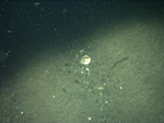 Thumbnail of a photograph of the sea floor, click to view full scale photograh.