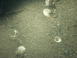 Thumbnail of a photograph of the sea floor, click to view full scale photograh.