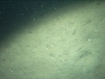 Thumbnail of a photograph of the sea floor, click to view full scale photograh.