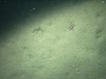 Thumbnail of a photograph of the sea floor, click to view full scale photograh.